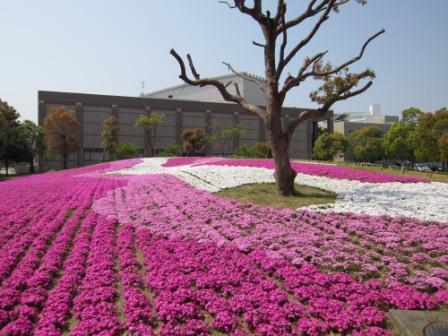 芝桜の写真