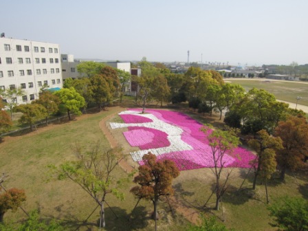 芝桜の写真